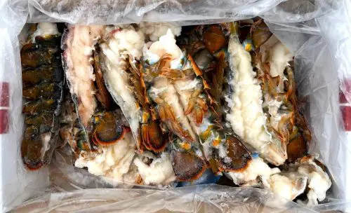 1 box of 4 lbs split lobster tails - order online at Greenhead Lobster - Stonington, ME