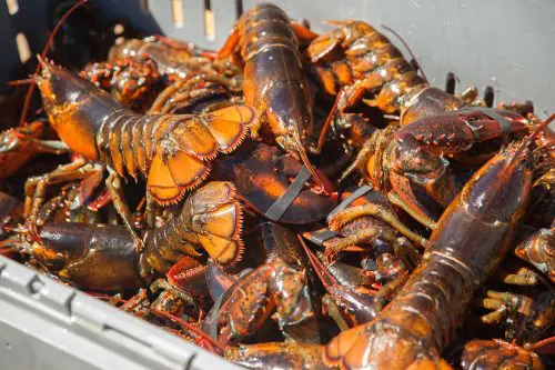 Live Maine Lobsters for sale at Greenhead Lobster - Stonington, ME