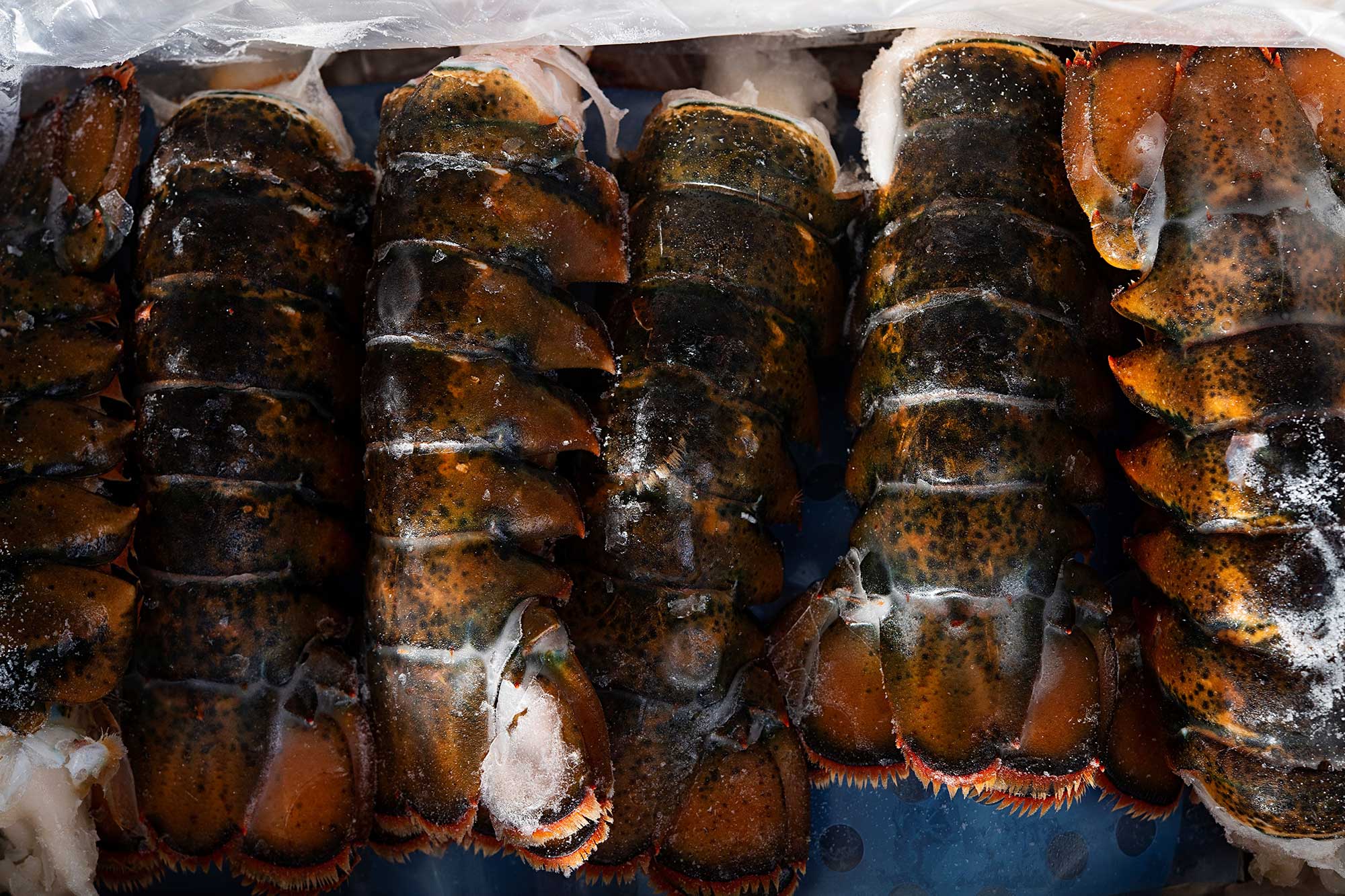   ロブスターディッシュ Store - Greenhead Lobster